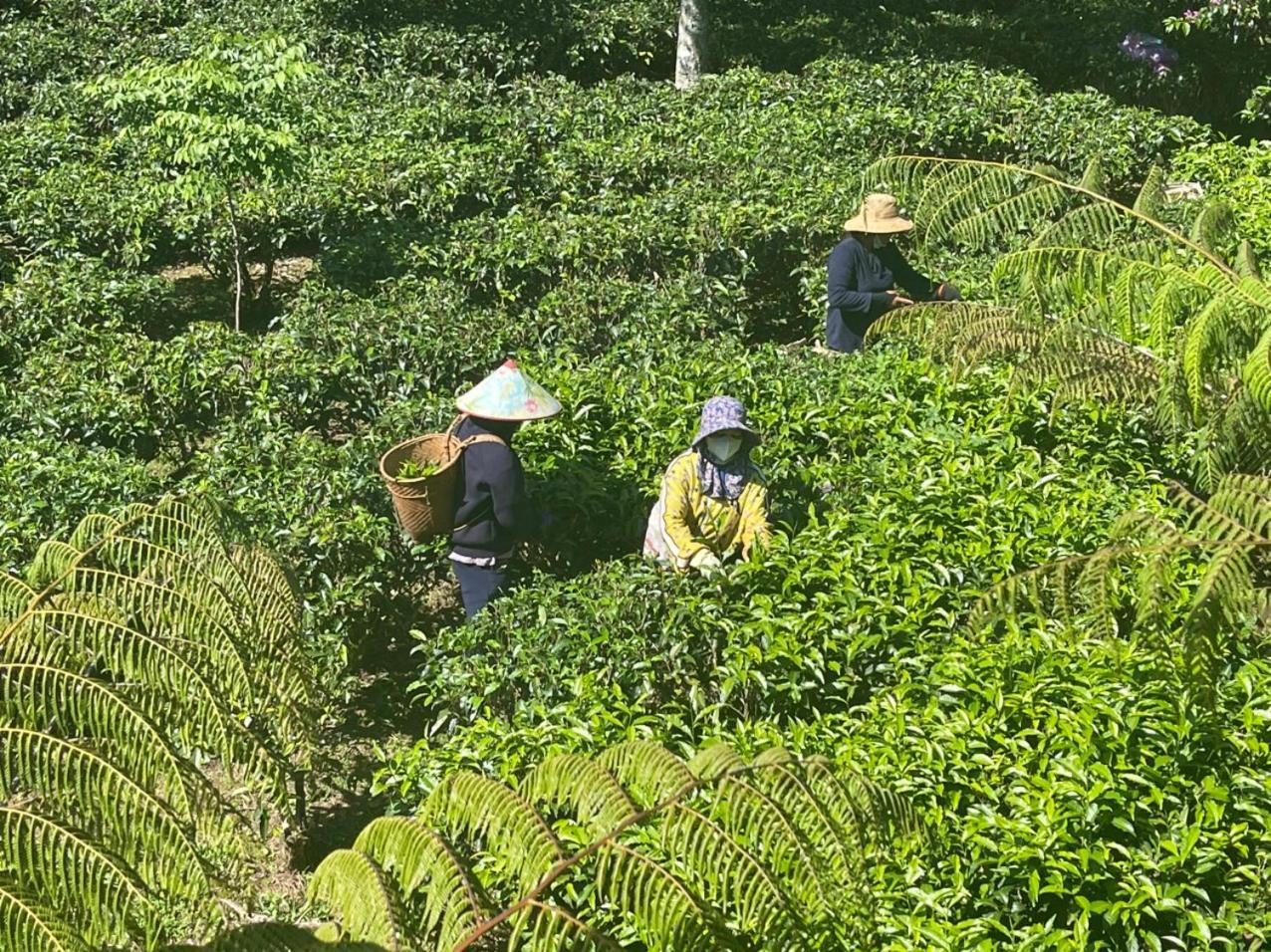 Villa Tea Garden House Bao Loc Exterior foto